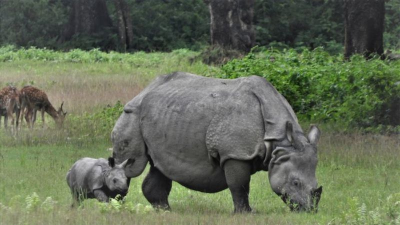 नेपाल वन्यजन्तुः के संरक्षणका क्रममा मानव अधिकार उल्लङ्घन भएको छ, एउटा ताजा अध्ययनले यसो भन्छ