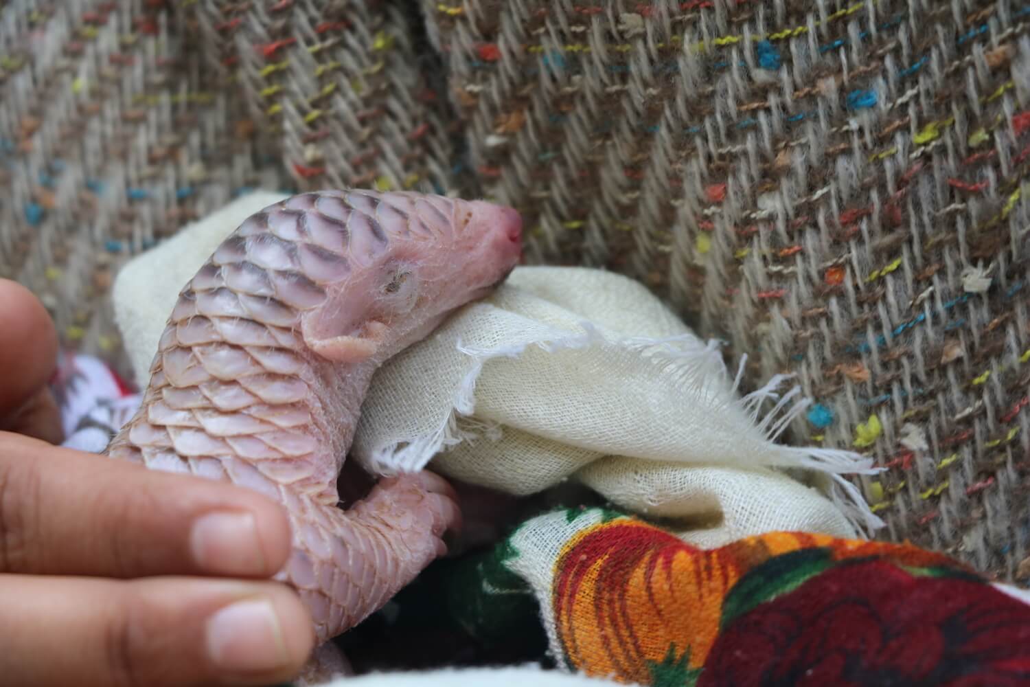 Protecting pangolins in the pandemic
