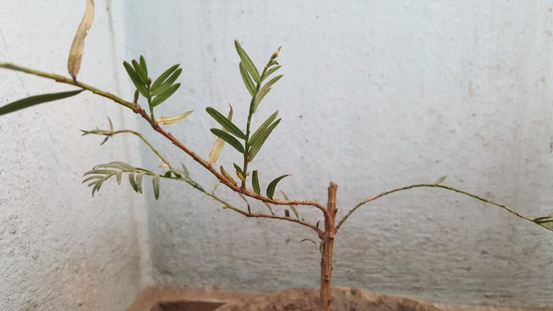 A cancer treating yew tree is critically endangered in Nepal