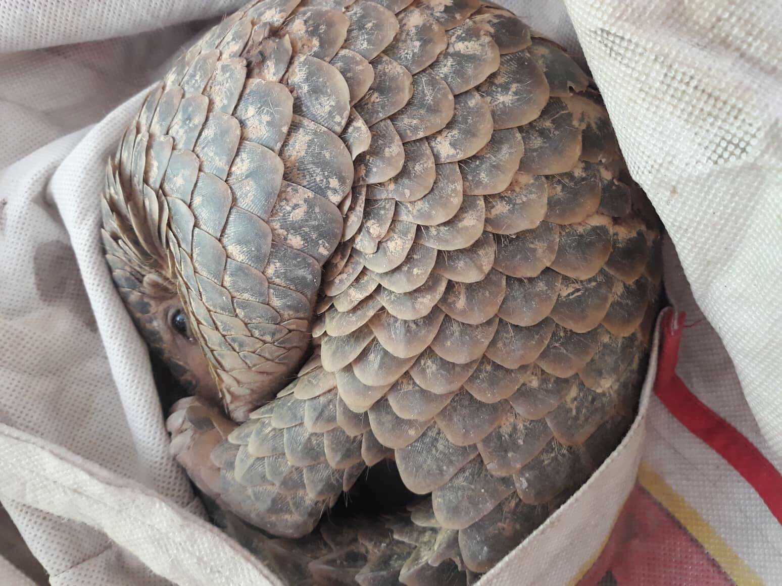 Nigeria: Global Investigation – Pangolins: Trafficked to Extinction