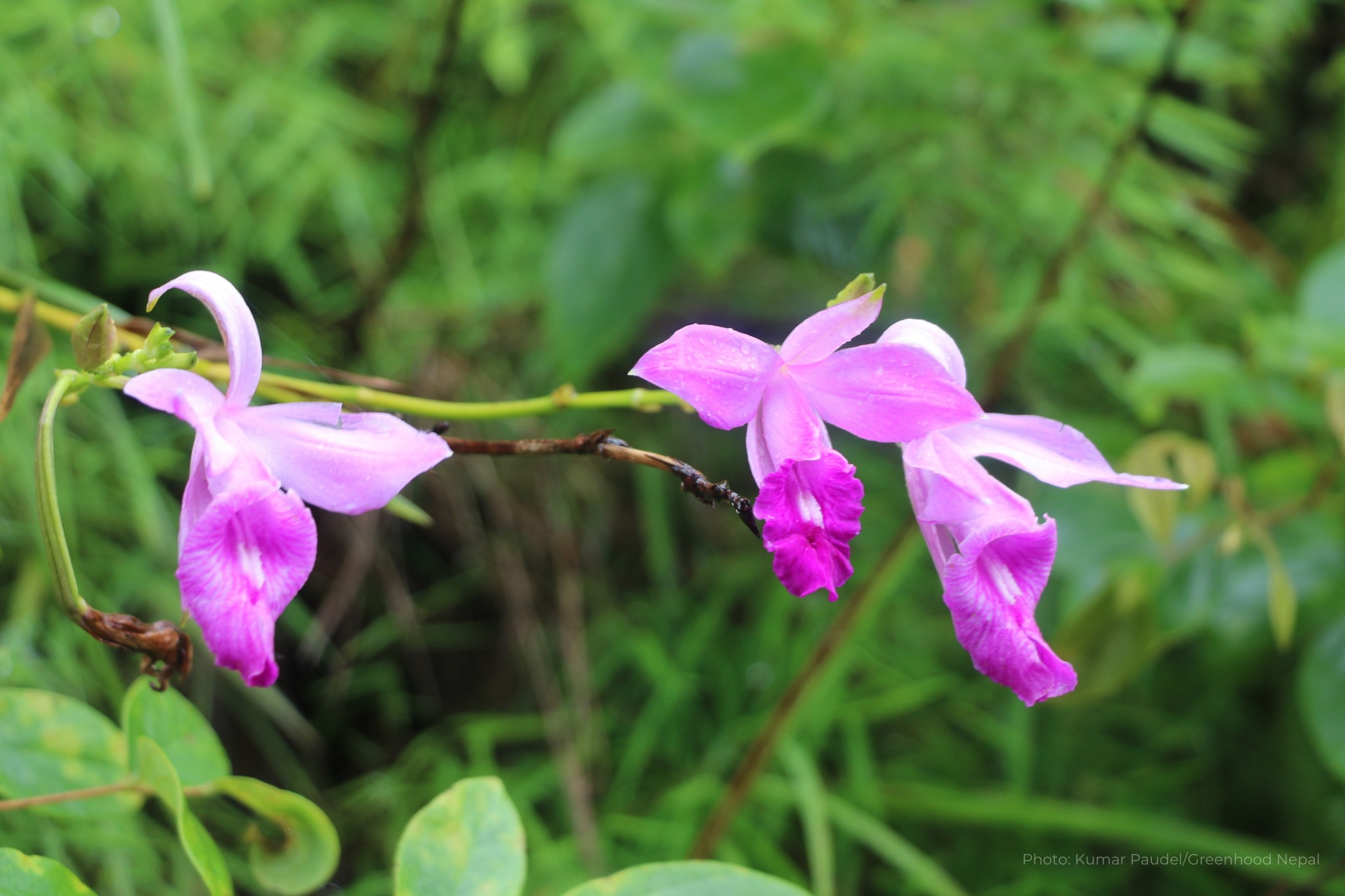 Illegal orchid trade threatens Nepal’s ‘tigers of the plant world