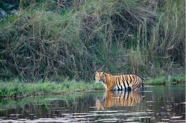 Tigers have nearly tripled in Nepal, but at what cost?